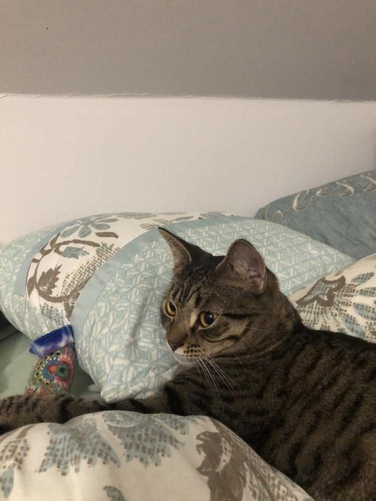 Enlarge Pettersham, a Adoptable Domestic Short Hair in Hudson, NH image 2/6