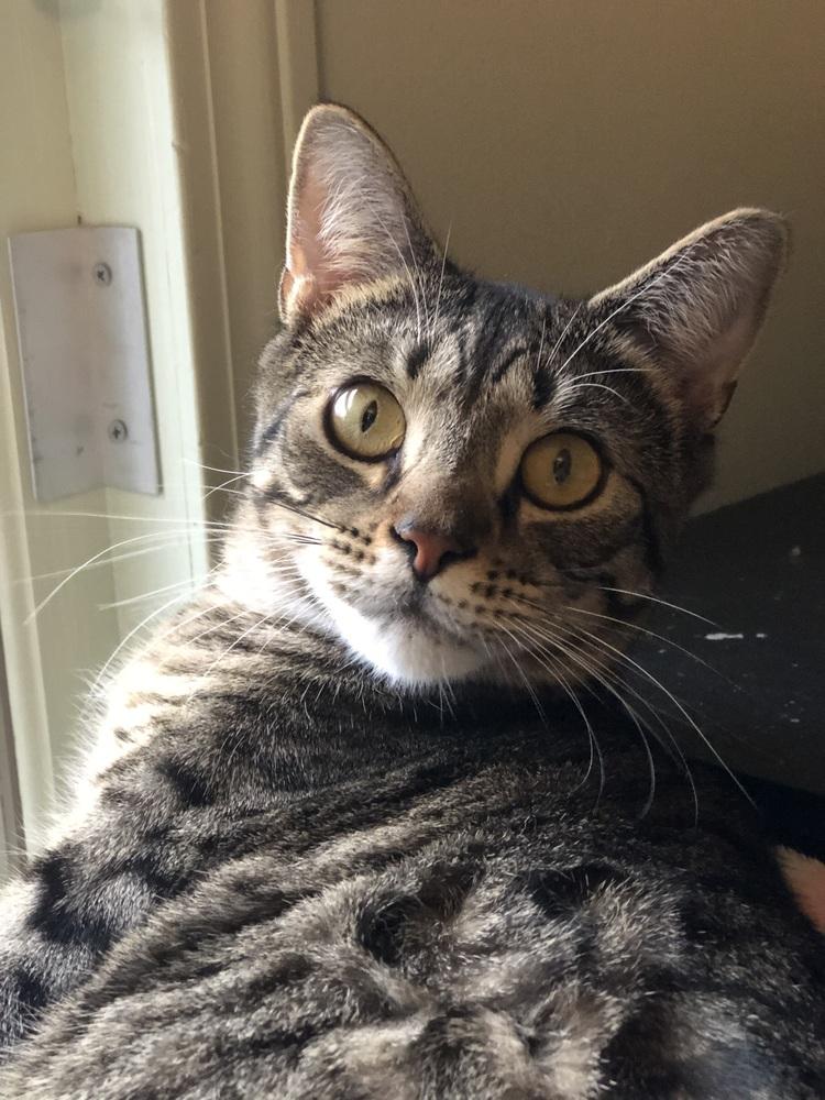 Enlarge Pettersham, a Adoptable Domestic Short Hair in Hudson, NH image 3/6