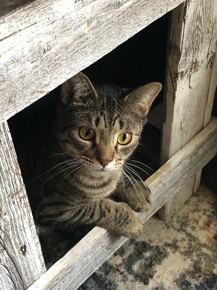 Enlarge Pettersham, a Adoptable Domestic Short Hair in Hudson, NH image 5/6