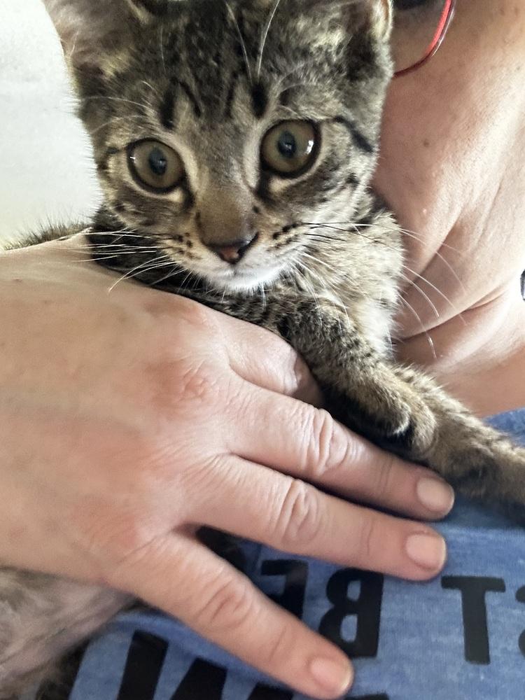 Enlarge Pettersham, a Adoptable Domestic Short Hair in Hudson, NH image 6/6