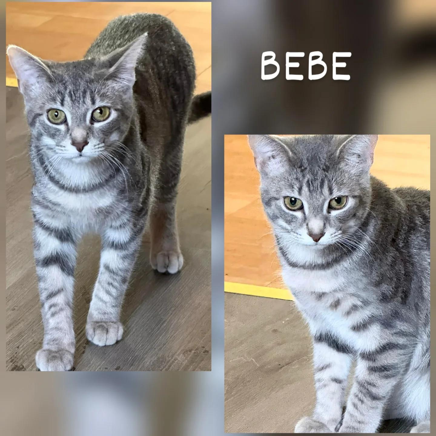 Enlarge Bebe , an adopted Domestic Short Hair in Winnipeg, MB image 2/3