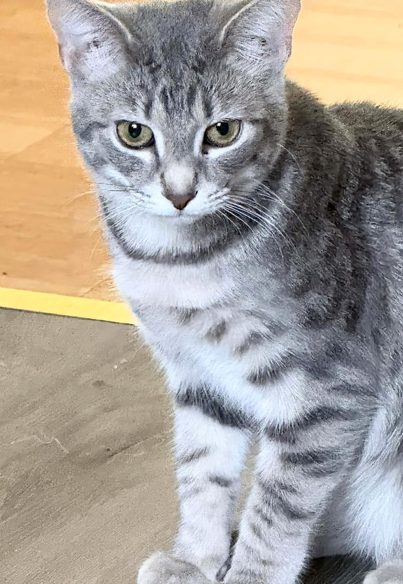 Enlarge Bebe , an adopted Domestic Short Hair in Winnipeg, MB image 3/3