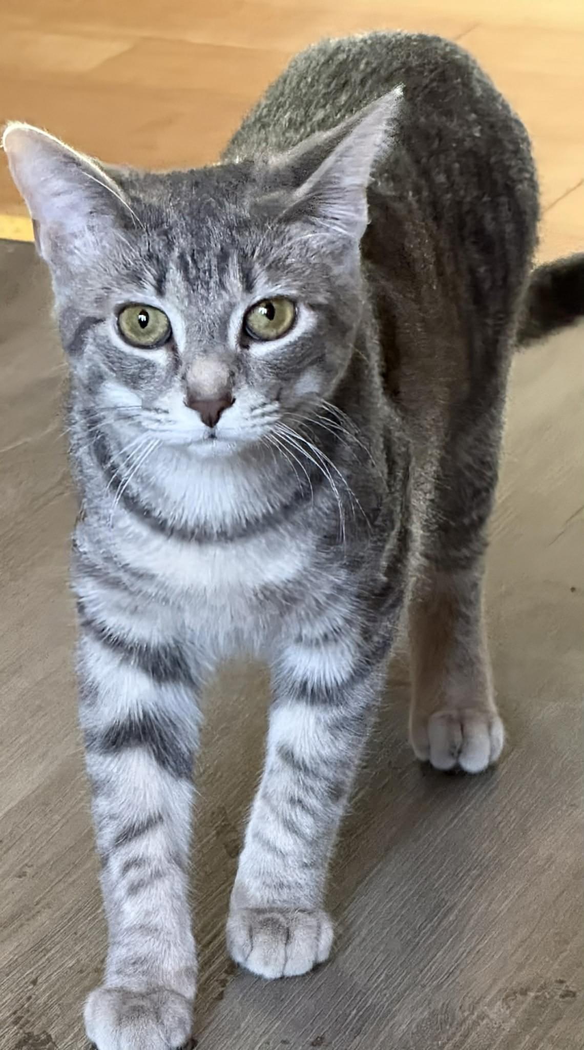 Enlarge Bebe , an adopted Domestic Short Hair in Winnipeg, MB image 1/3