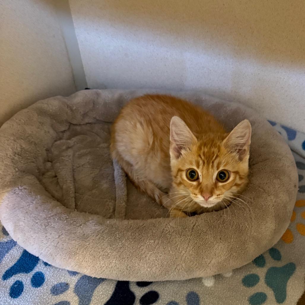 Burning Man, Adoptable, Kitten Male Domestic Short Hair.