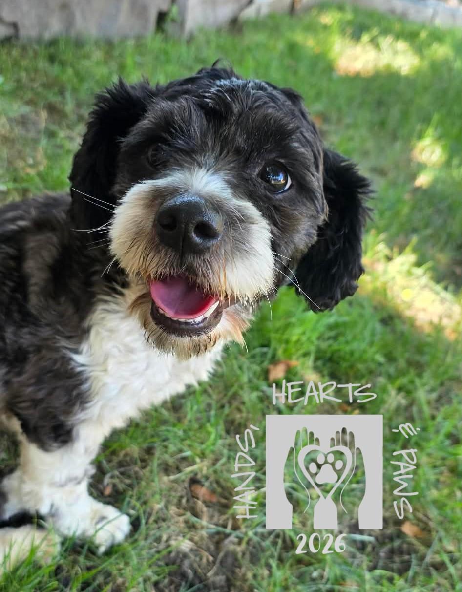 Kylia, adopted, Young Female Shih Tzu.