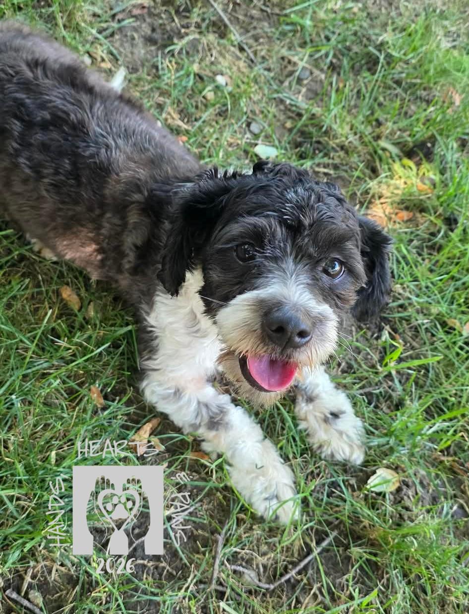 Kylia, an adopted mixed breed in Omaha, NE image 2/2