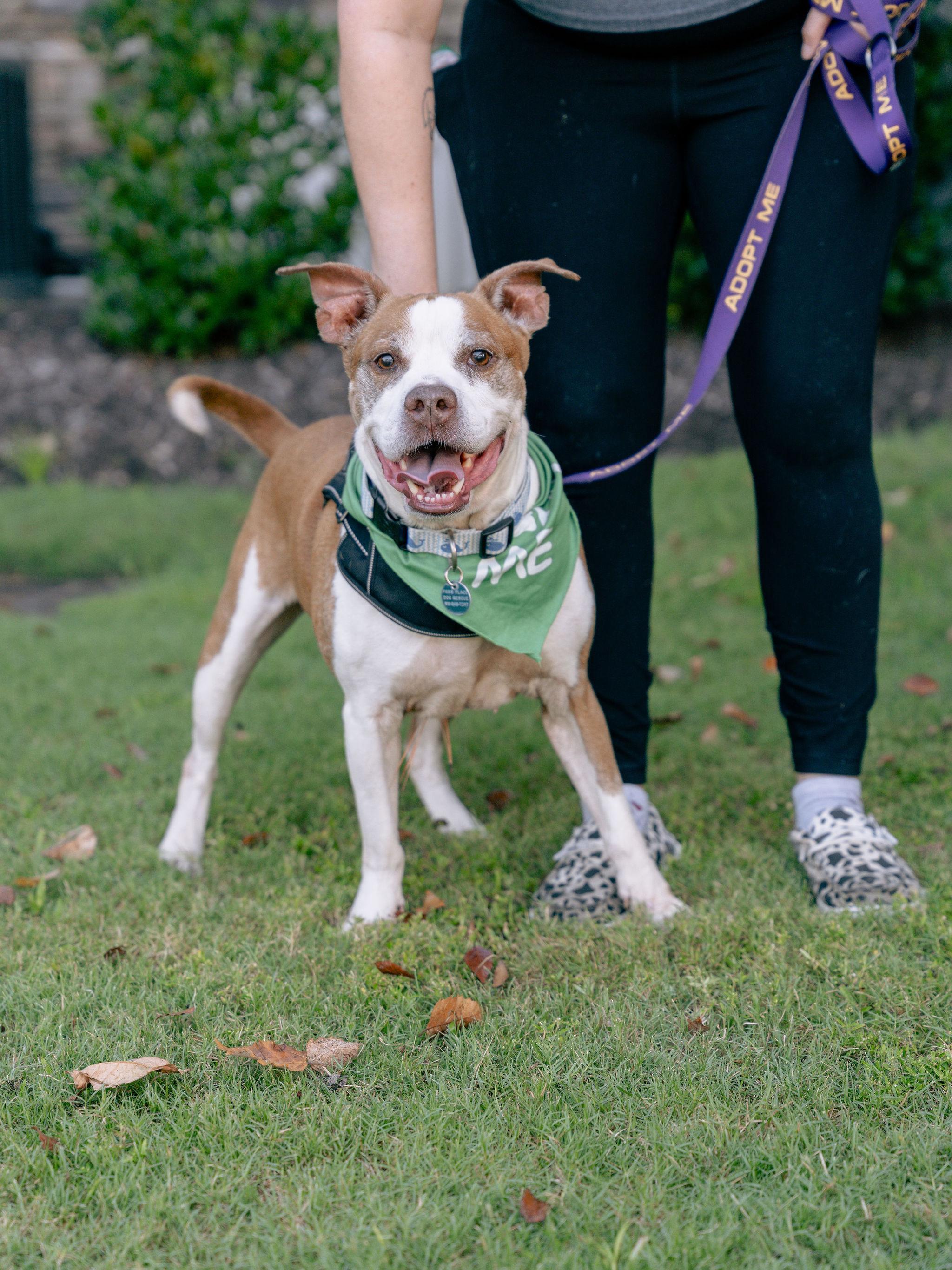Porky, Adoptable, Adult Male Terrier & Pit Bull Terrier.