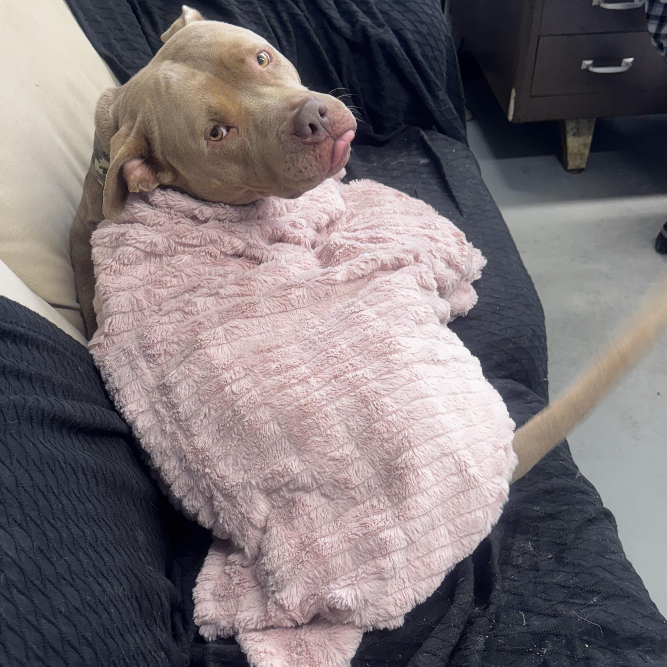 Enlarge Hulk, a Adopted Pit Bull Terrier in Middleboro, MA image 1/2