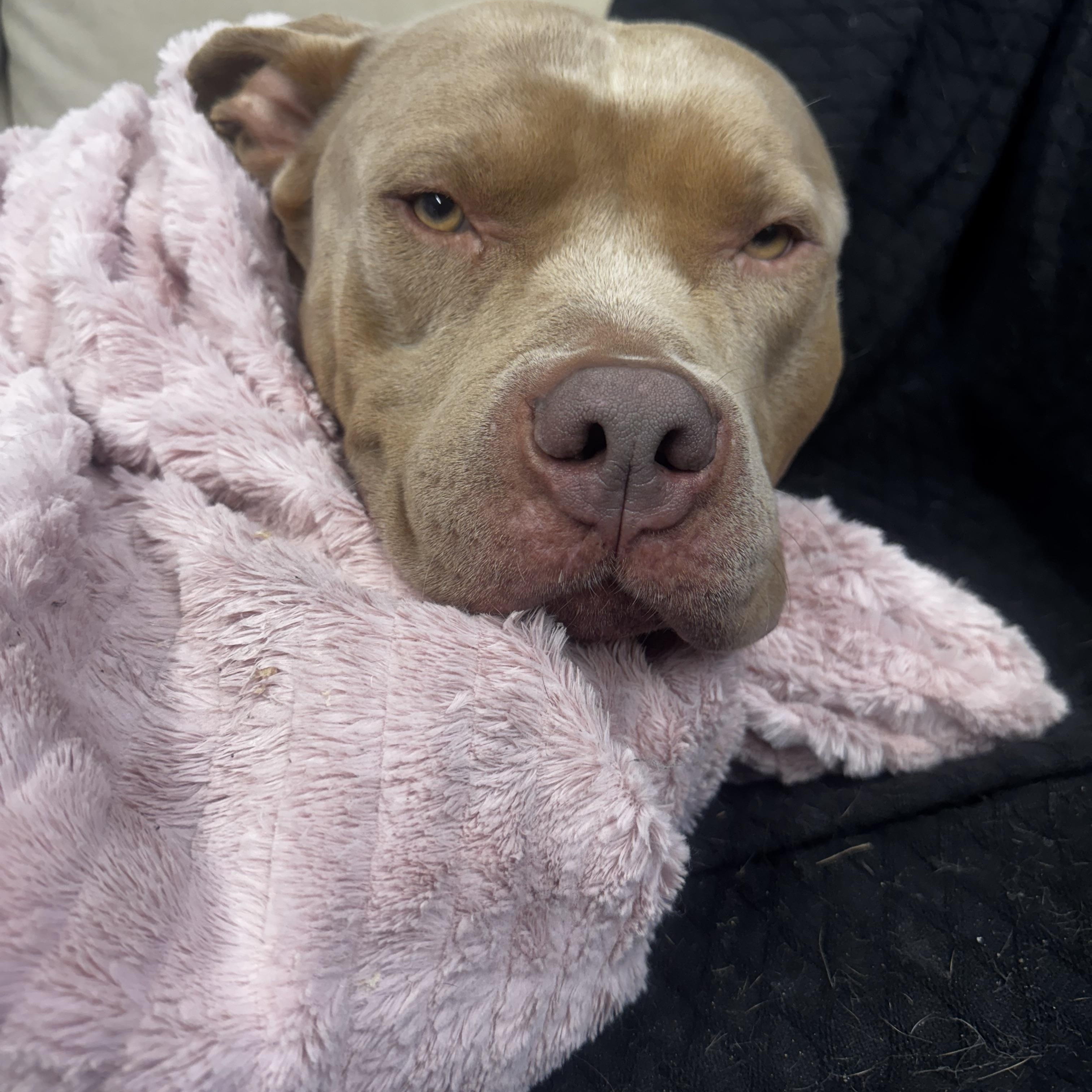 Enlarge Hulk, a Adopted Pit Bull Terrier in Middleboro, MA image 2/2