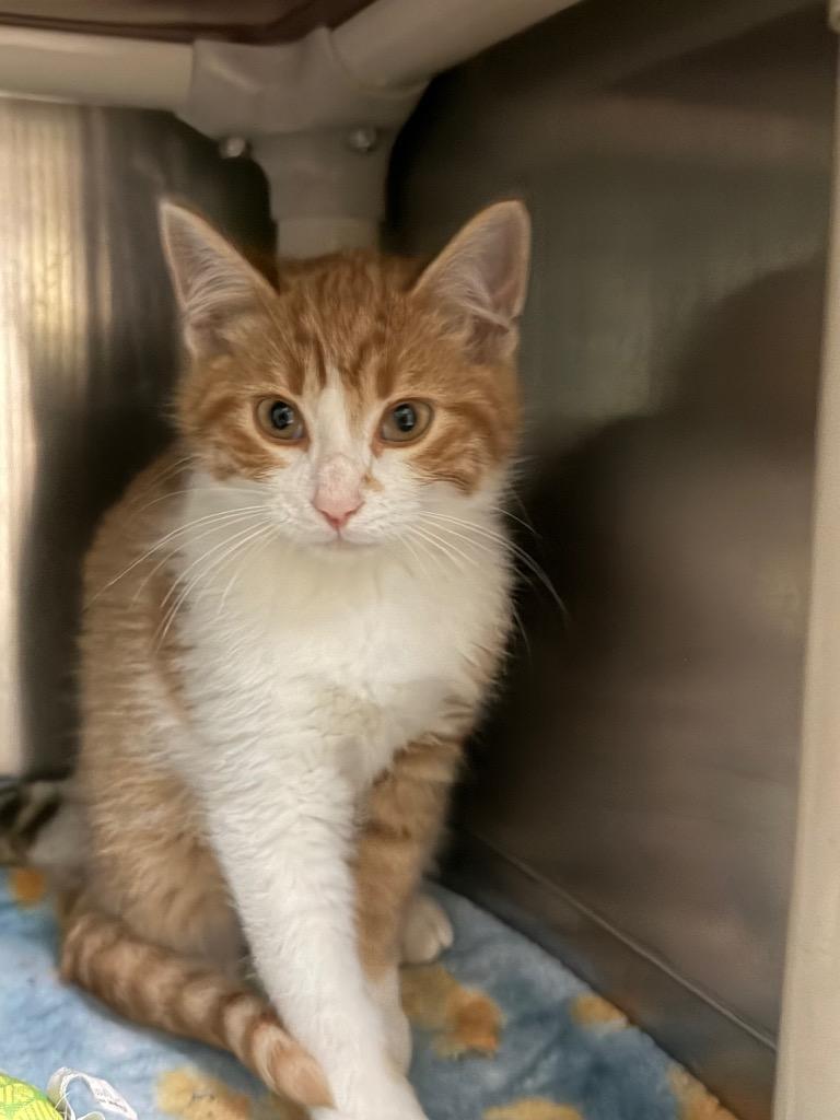 Houdini, Adoptable, Kitten Male Domestic Short Hair.