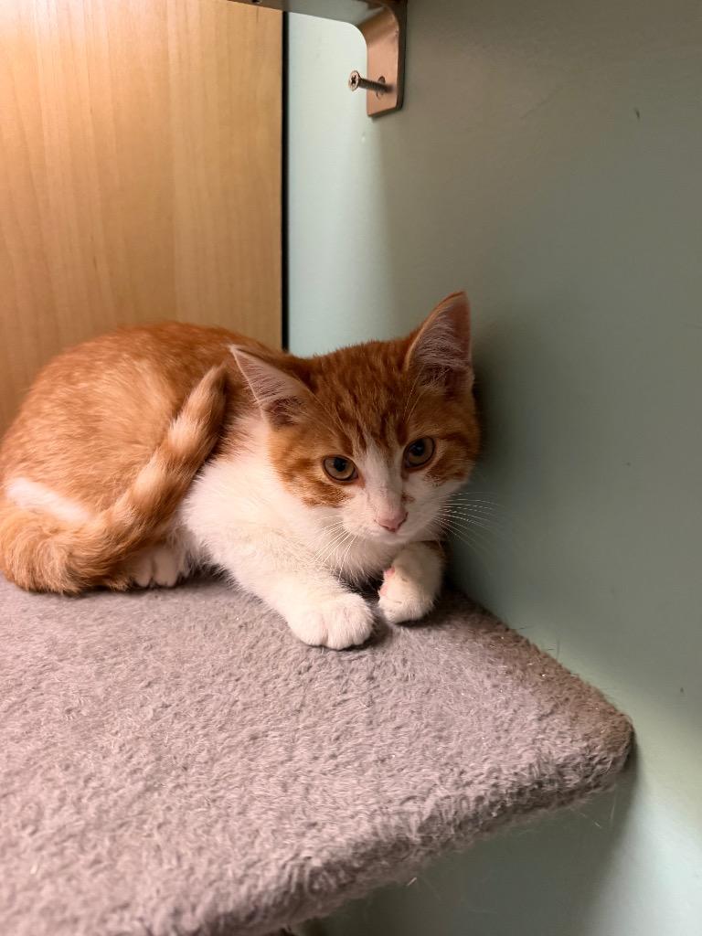 Enlarge Houdini, a Adoptable Domestic Short Hair in Amery, WI image 2/3