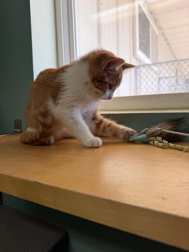 Enlarge Houdini, a Adoptable Domestic Short Hair in Amery, WI image 3/3