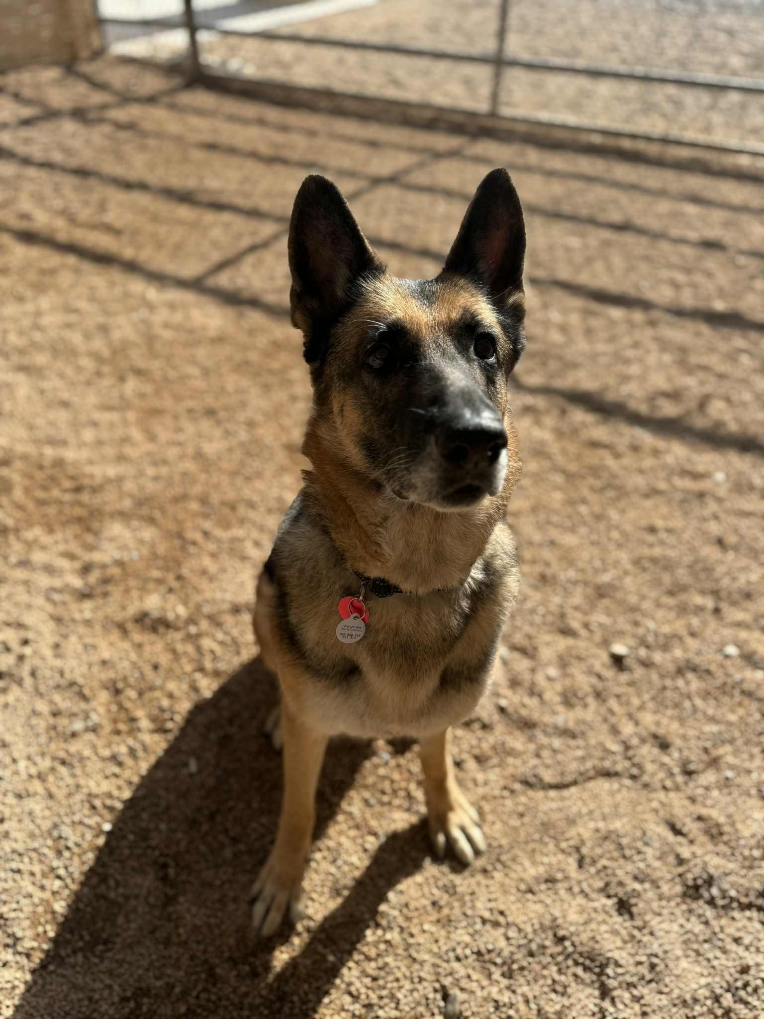 Lola, Adoptable, Adult Female German Shepherd Dog.