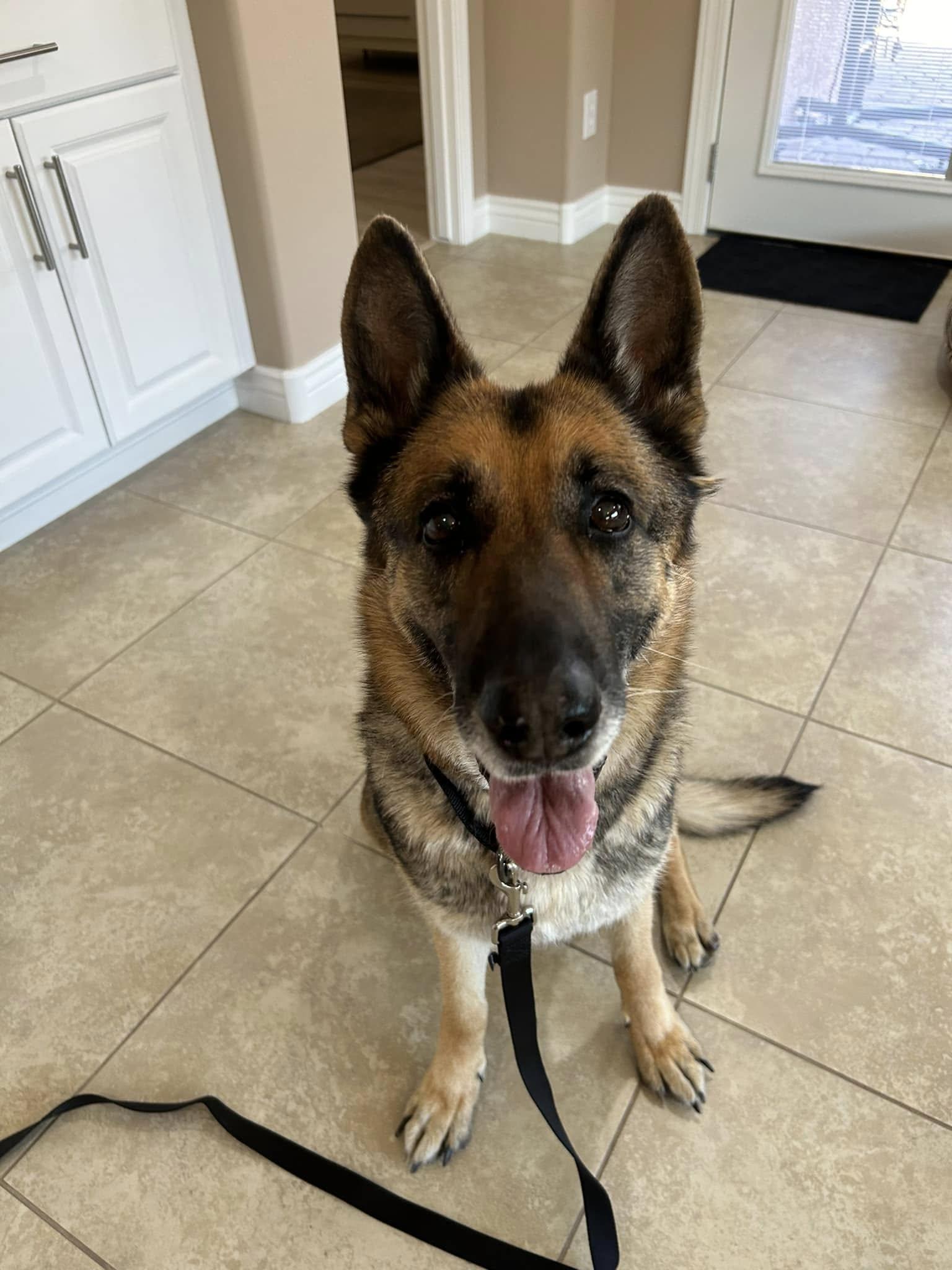 Lola, Adoptable, Adult Female German Shepherd Dog.