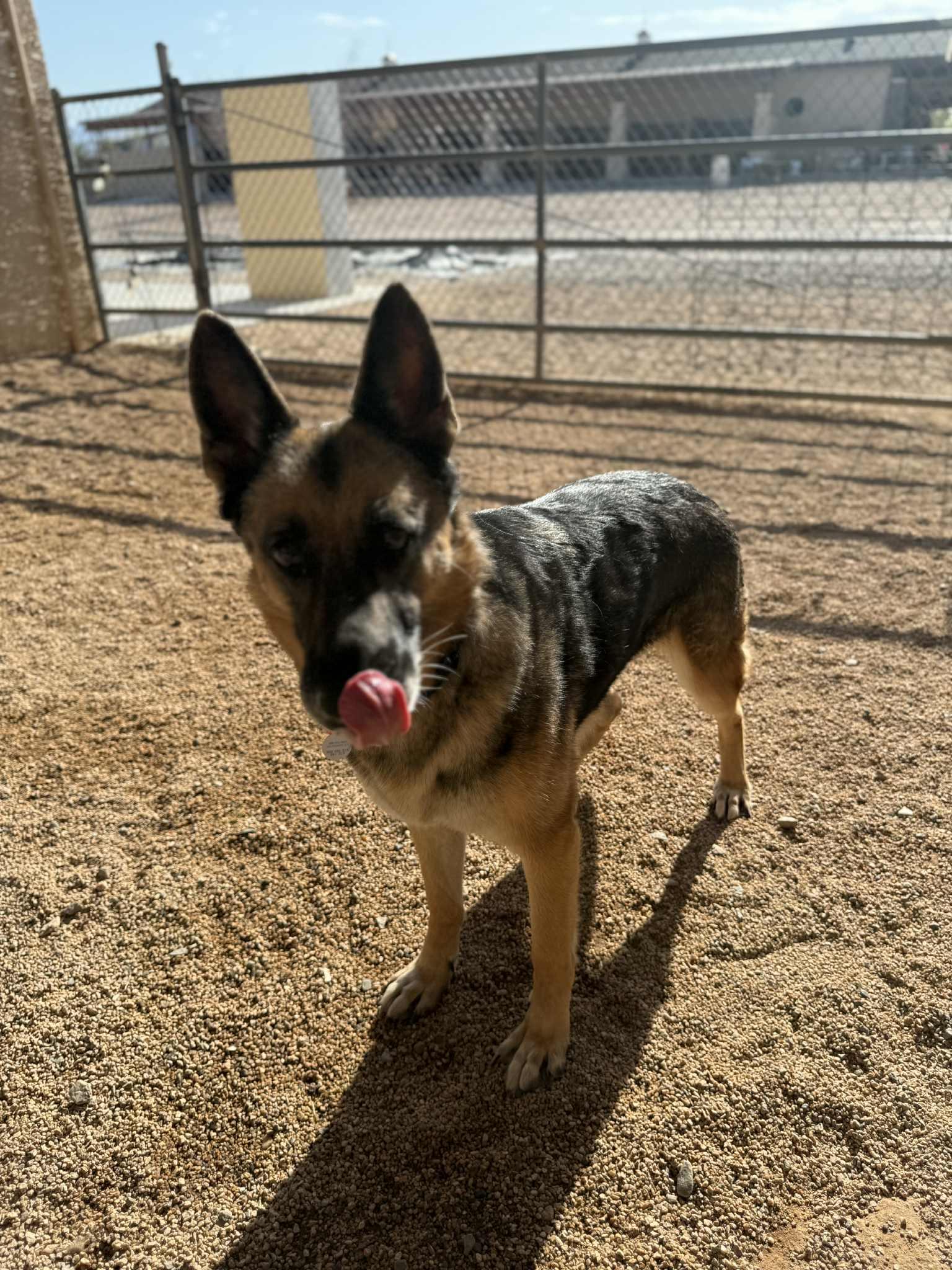 Enlarge Lola, a Adoptable mixed breed in Glendale, AZ image 5/5