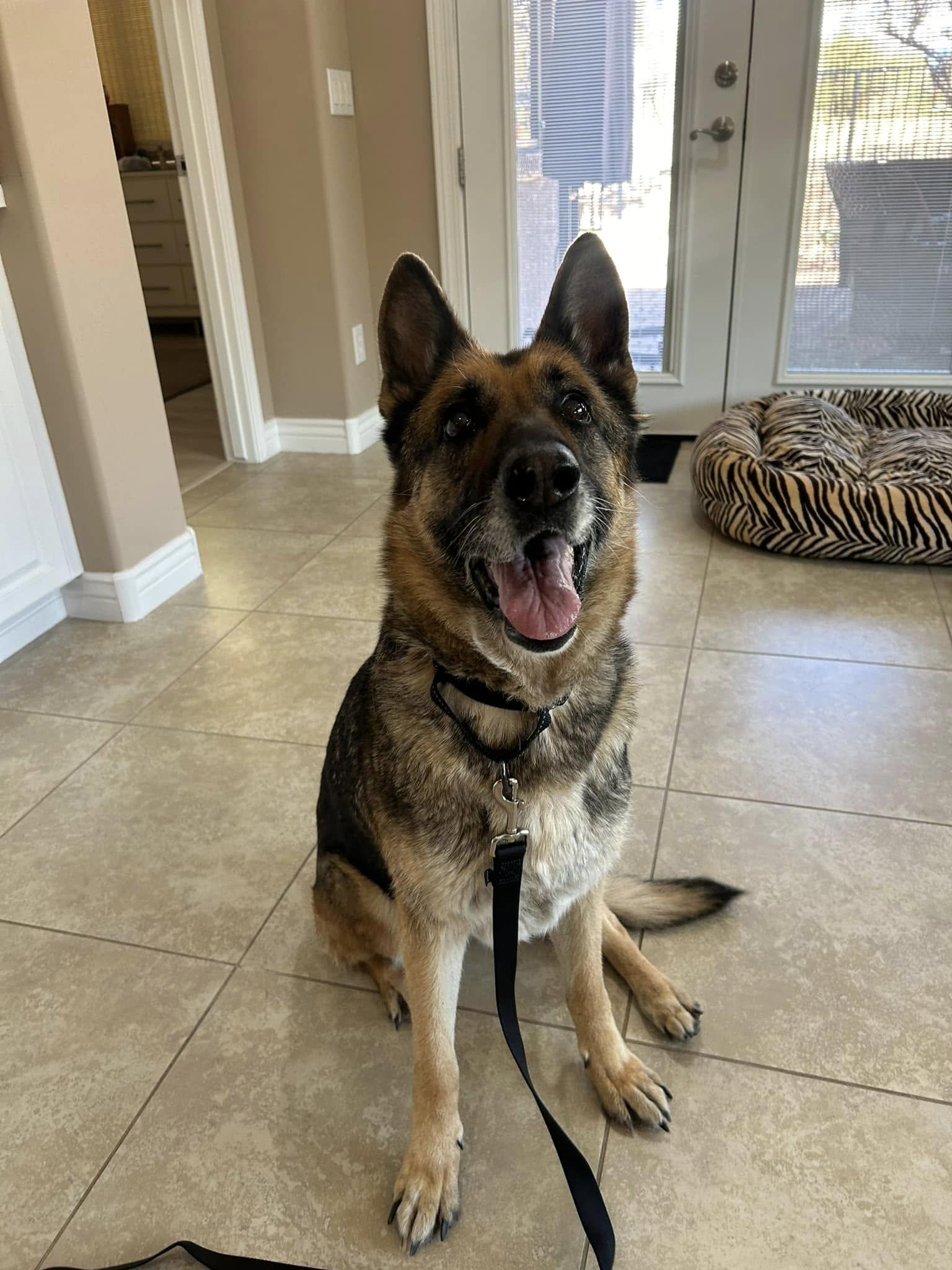 Enlarge Lola, a Adoptable mixed breed in Glendale, AZ image 3/5