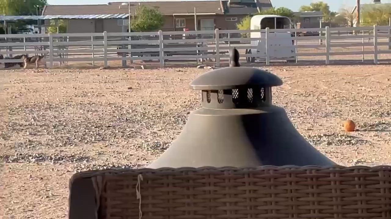 Enlarge Lola, a Adoptable mixed breed in Glendale, AZ video 4/5