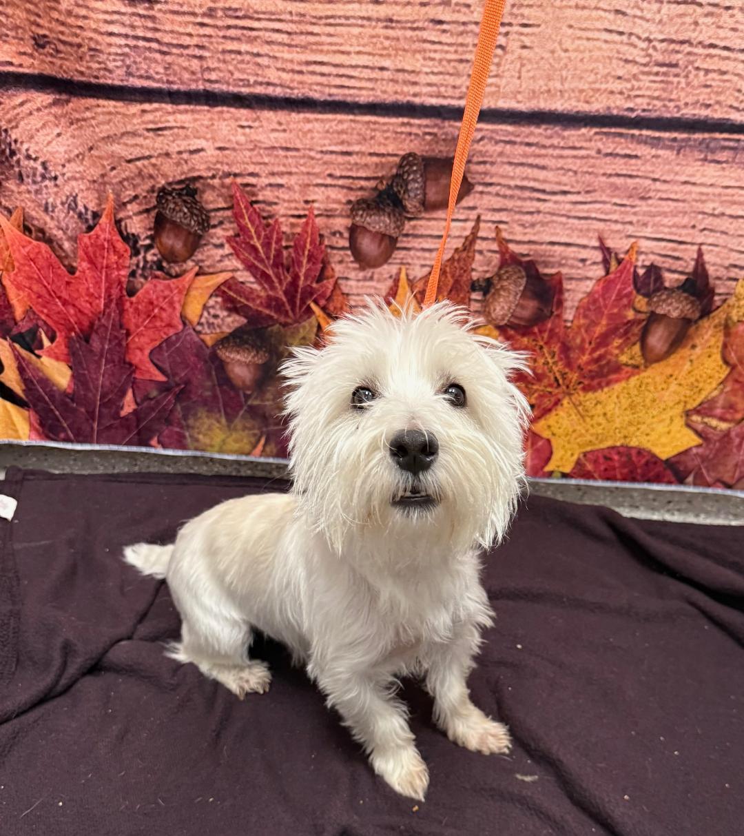 Enlarge Max  **Adoption Pending**, a Adopted West Highland White Terrier / Westie in Huntington Beach, CA image 1/3