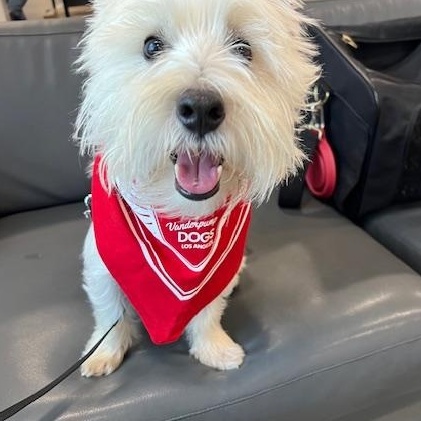Enlarge Max  **Adoption Pending**, a Adopted West Highland White Terrier / Westie in Huntington Beach, CA image 2/3