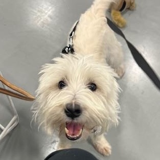 Enlarge Max  **Adoption Pending**, a Adopted West Highland White Terrier / Westie in Huntington Beach, CA image 3/3
