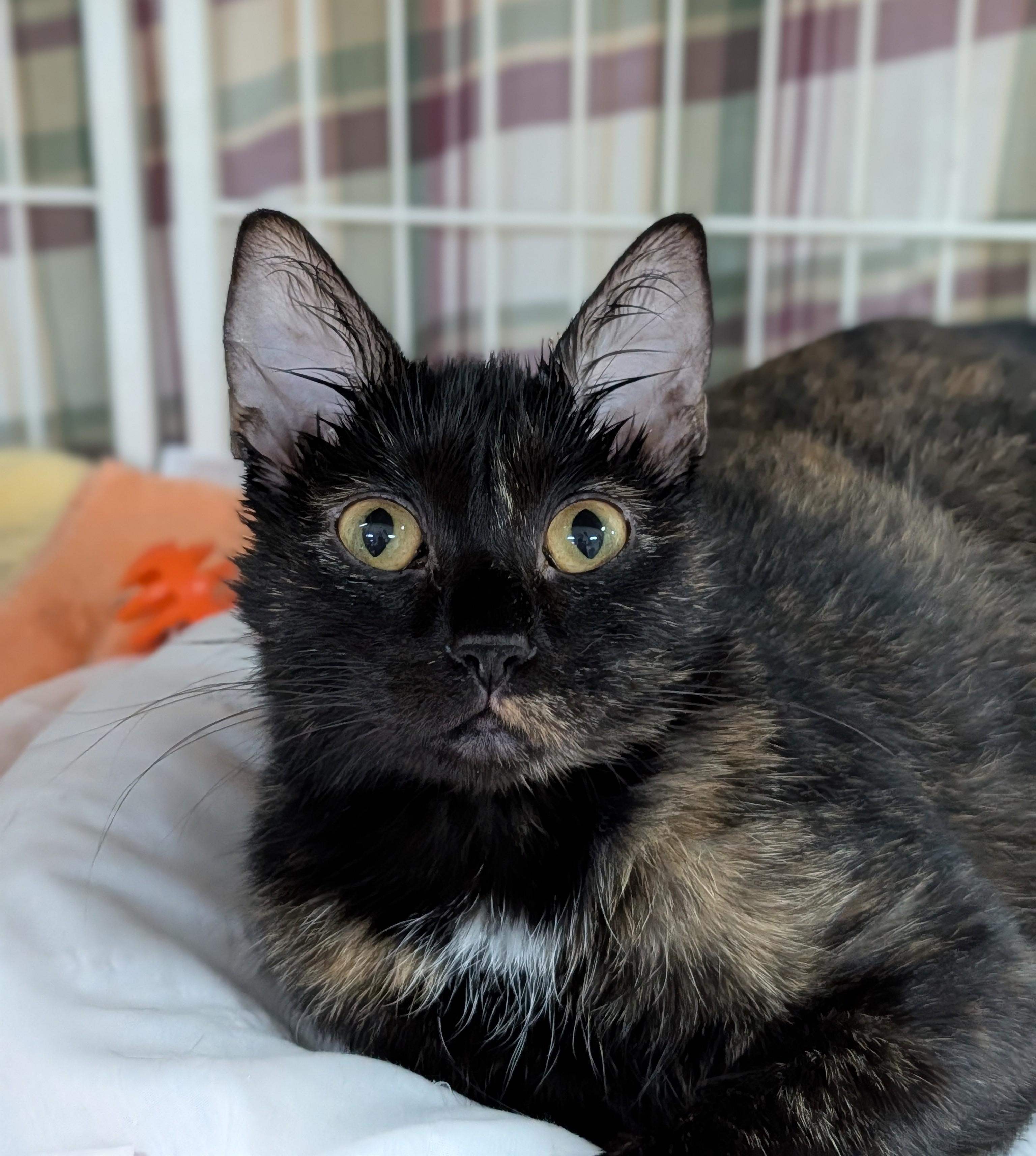 Briar Rose, Adoptable, Adult Female Domestic Short Hair.