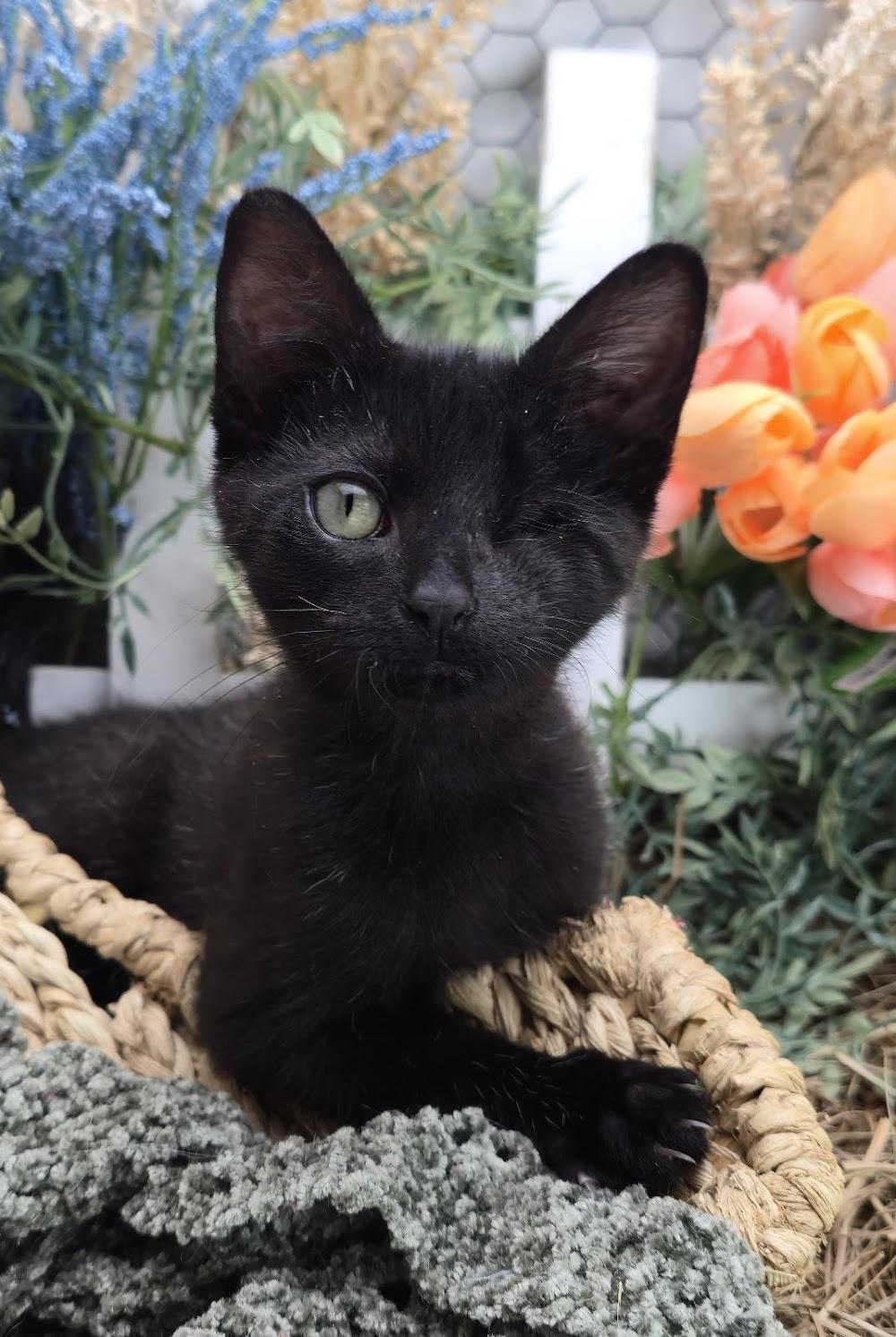 Dustin - The One Eyed Angel, adopted, Kitten Male Domestic Short Hair.