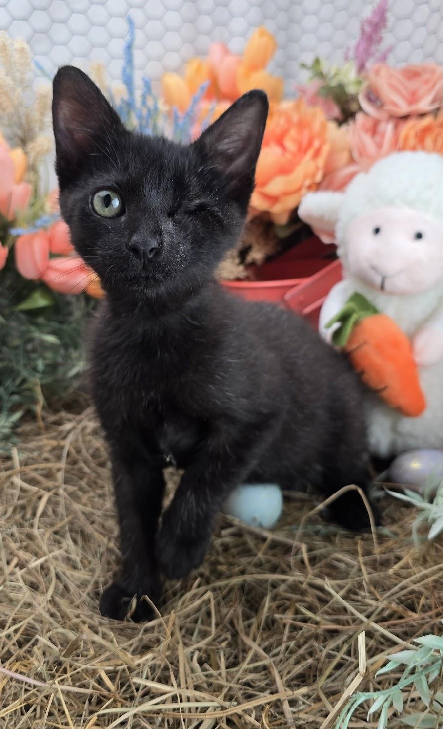 Dustin - The One Eyed Angel, an adopted Domestic Short Hair in Ocean Springs, MS image 4/5