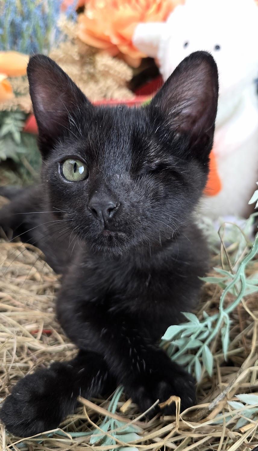 Dustin - The One Eyed Angel, an adopted Domestic Short Hair in Ocean Springs, MS image 2/5
