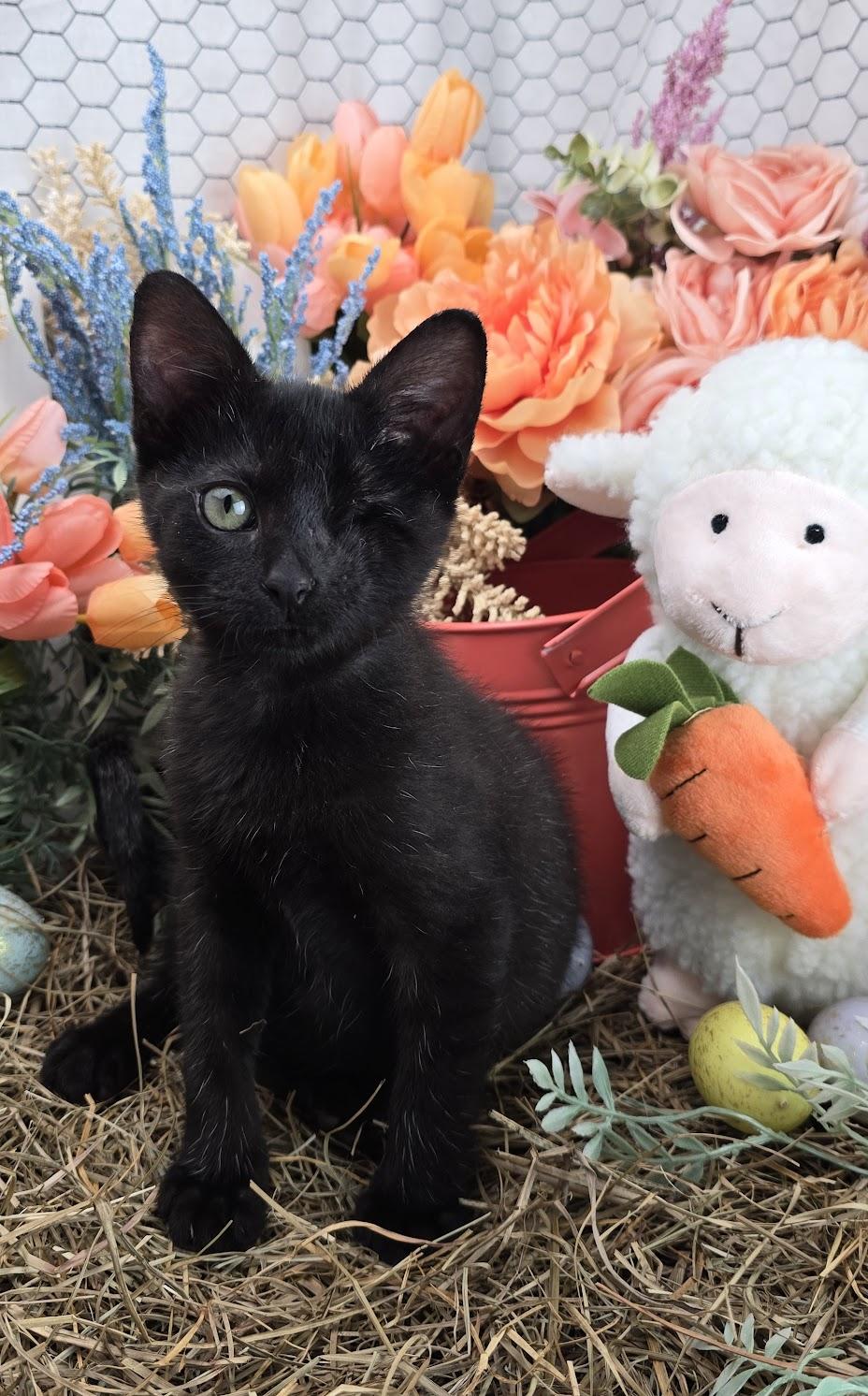 Dustin - The One Eyed Angel, an adopted Domestic Short Hair in Ocean Springs, MS image 3/5