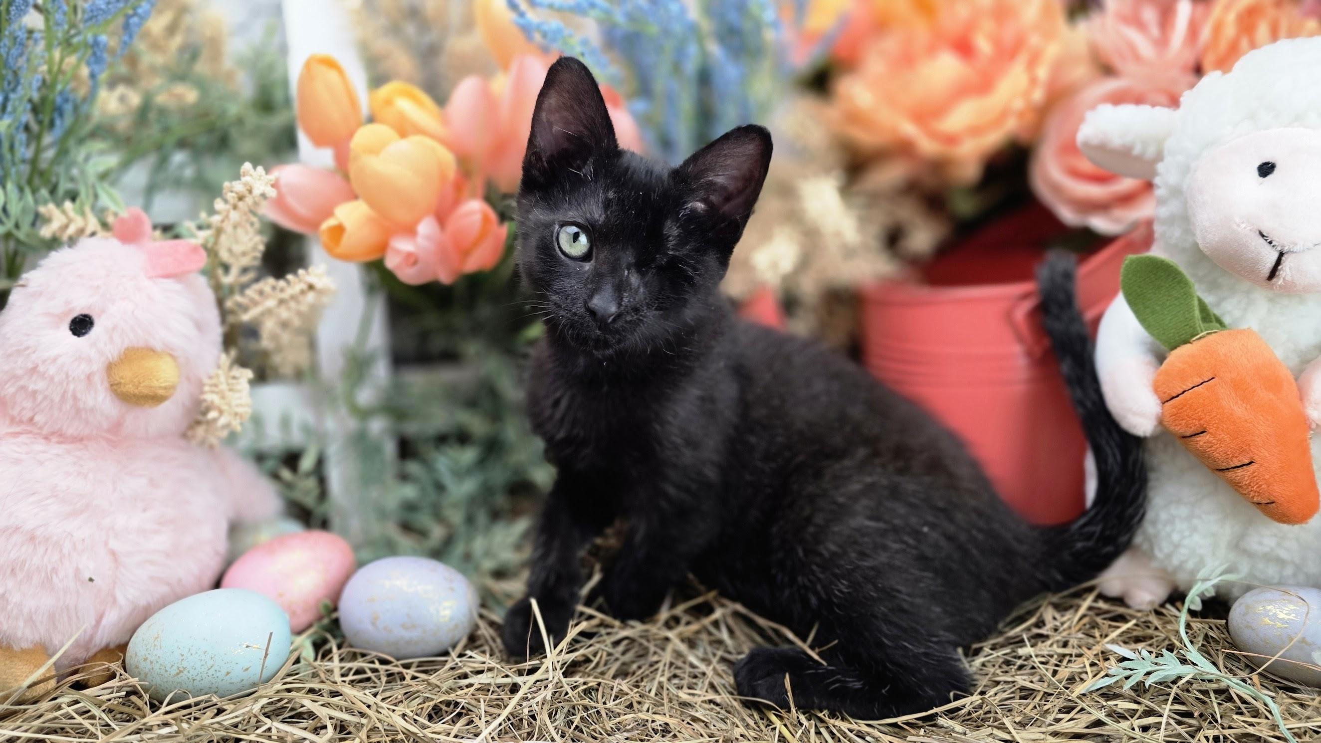 Dustin - The One Eyed Angel, an adopted Domestic Short Hair in Ocean Springs, MS image 5/5