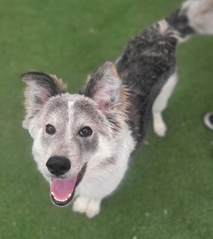 Rudy, a Adoptable Husky in Fruit Heights, UT image 1/6