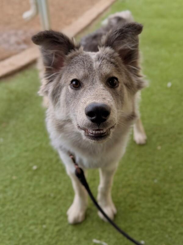 Rudy, a Adoptable Husky in Fruit Heights, UT image 2/6