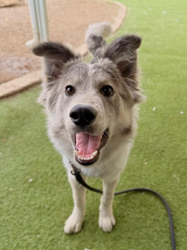 Rudy, a Adoptable Husky in Fruit Heights, UT image 3/6