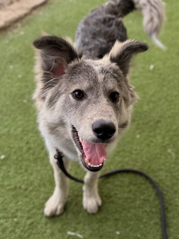Rudy, a Adoptable Husky in Fruit Heights, UT image 4/6