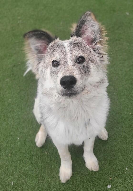 Rudy, a Adoptable Husky in Fruit Heights, UT image 6/6