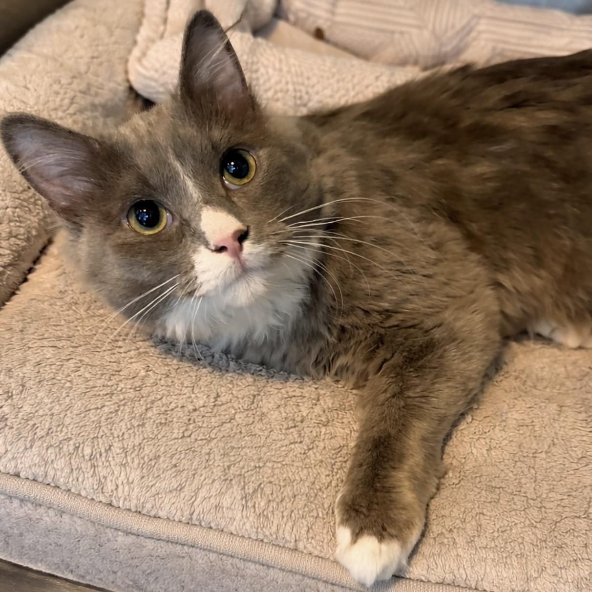 Everett 0325 CM, adopted, Young Male Domestic Medium Hair.