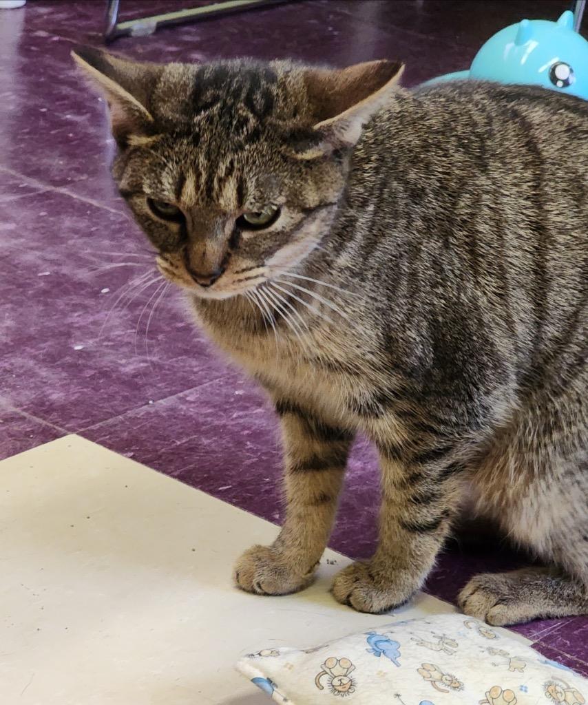 GIGI, a Adoptable mixed breed in Muskegon, MI image 4/5
