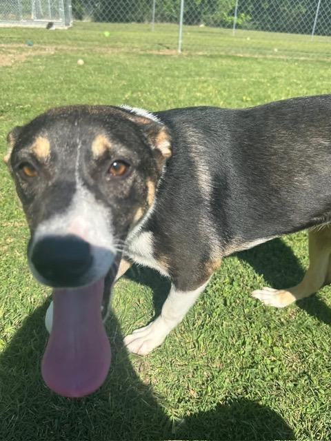 Enlarge Mighty, a Adoptable Collie in Ada, OK image 1/6