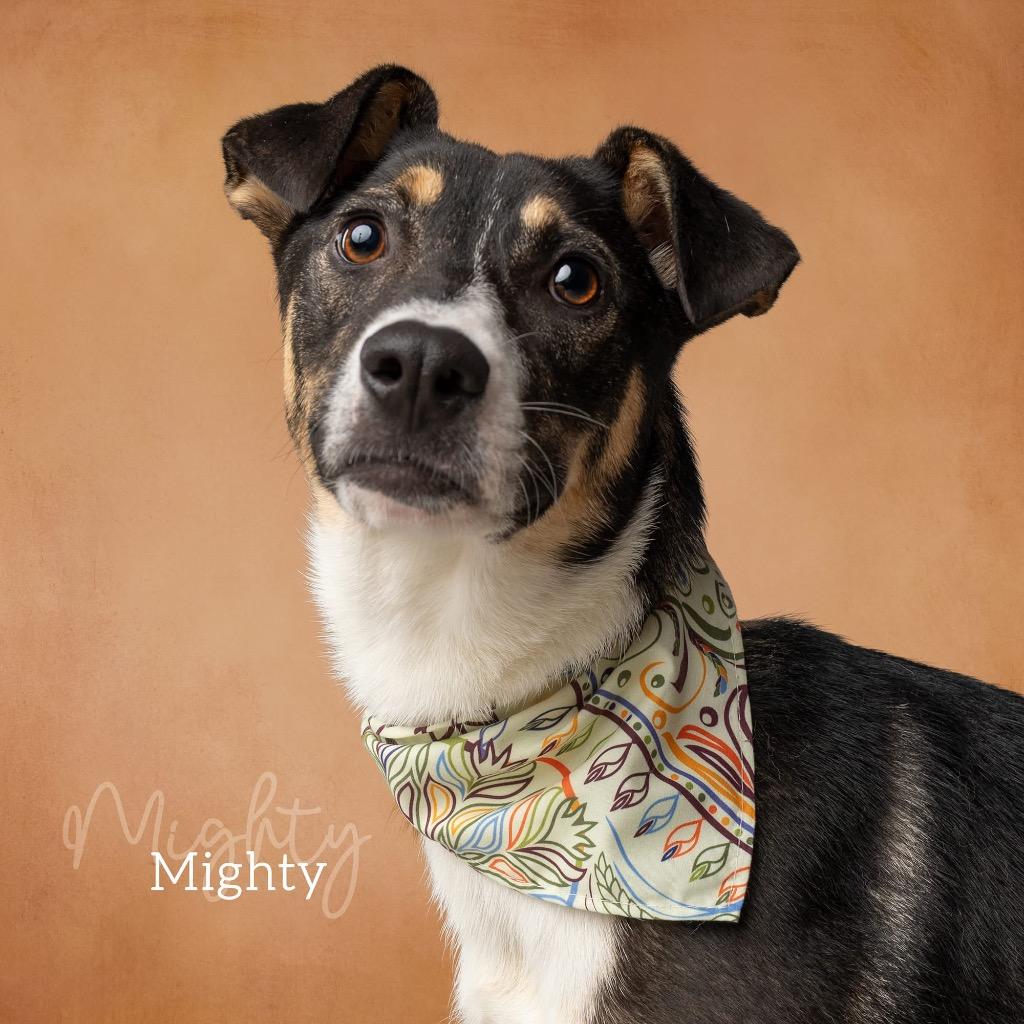 Enlarge Mighty, a Adoptable Collie in Ada, OK image 2/6