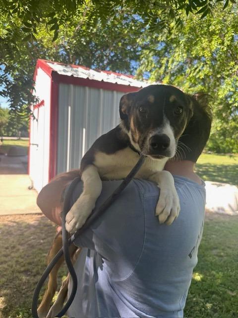 Enlarge Mighty, a Adoptable Collie in Ada, OK image 3/6