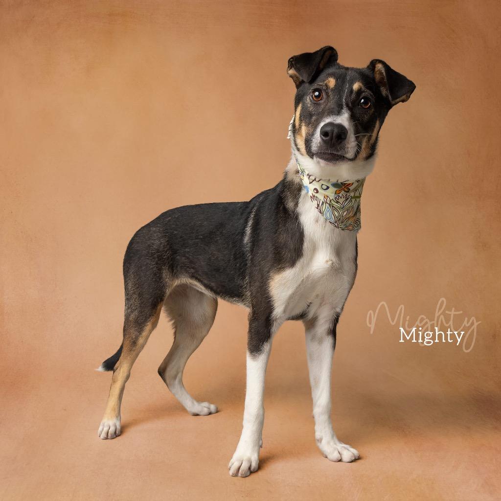 Enlarge Mighty, a Adoptable Collie in Ada, OK image 4/6