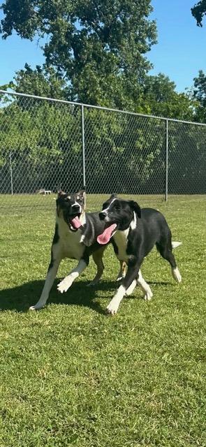 Enlarge Mighty, a Adoptable Collie in Ada, OK image 5/6