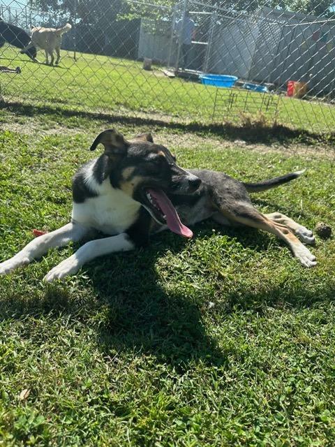 Enlarge Mighty, a Adoptable Collie in Ada, OK image 6/6