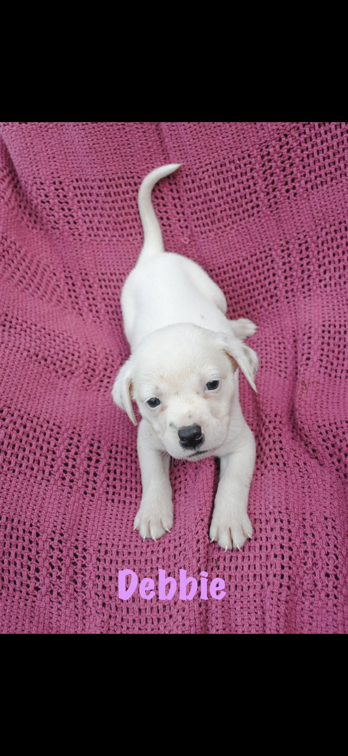 Enlarge Debbie, a Adoptable mixed breed in seaside heights, NJ image 1/2