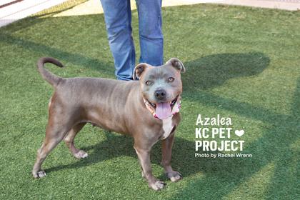 Enlarge Azalea, a Adoptable mixed breed in Kansas City, MO image 1/3