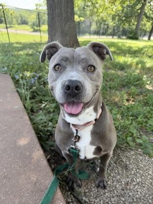 Enlarge Azalea, a Adoptable mixed breed in Kansas City, MO image 2/3