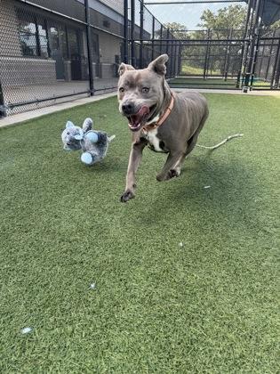 Enlarge Azalea, a Adoptable mixed breed in Kansas City, MO image 3/3
