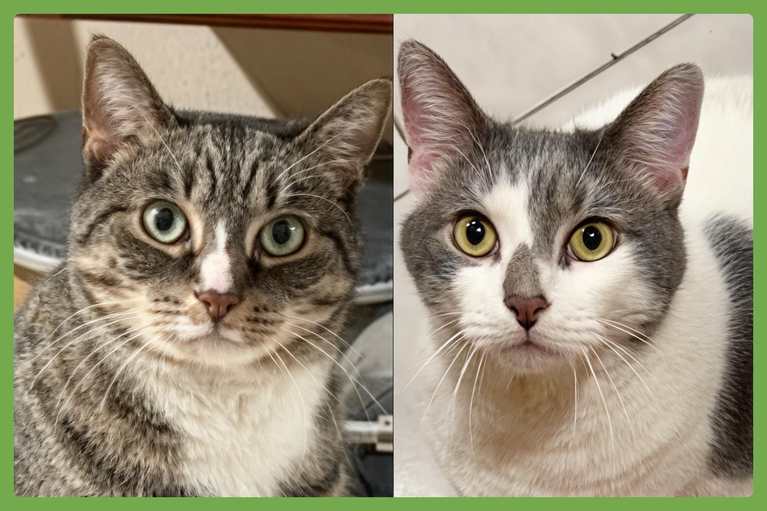 Kittycat and Tinker, Adoptable, Adult Male Domestic Short Hair.
