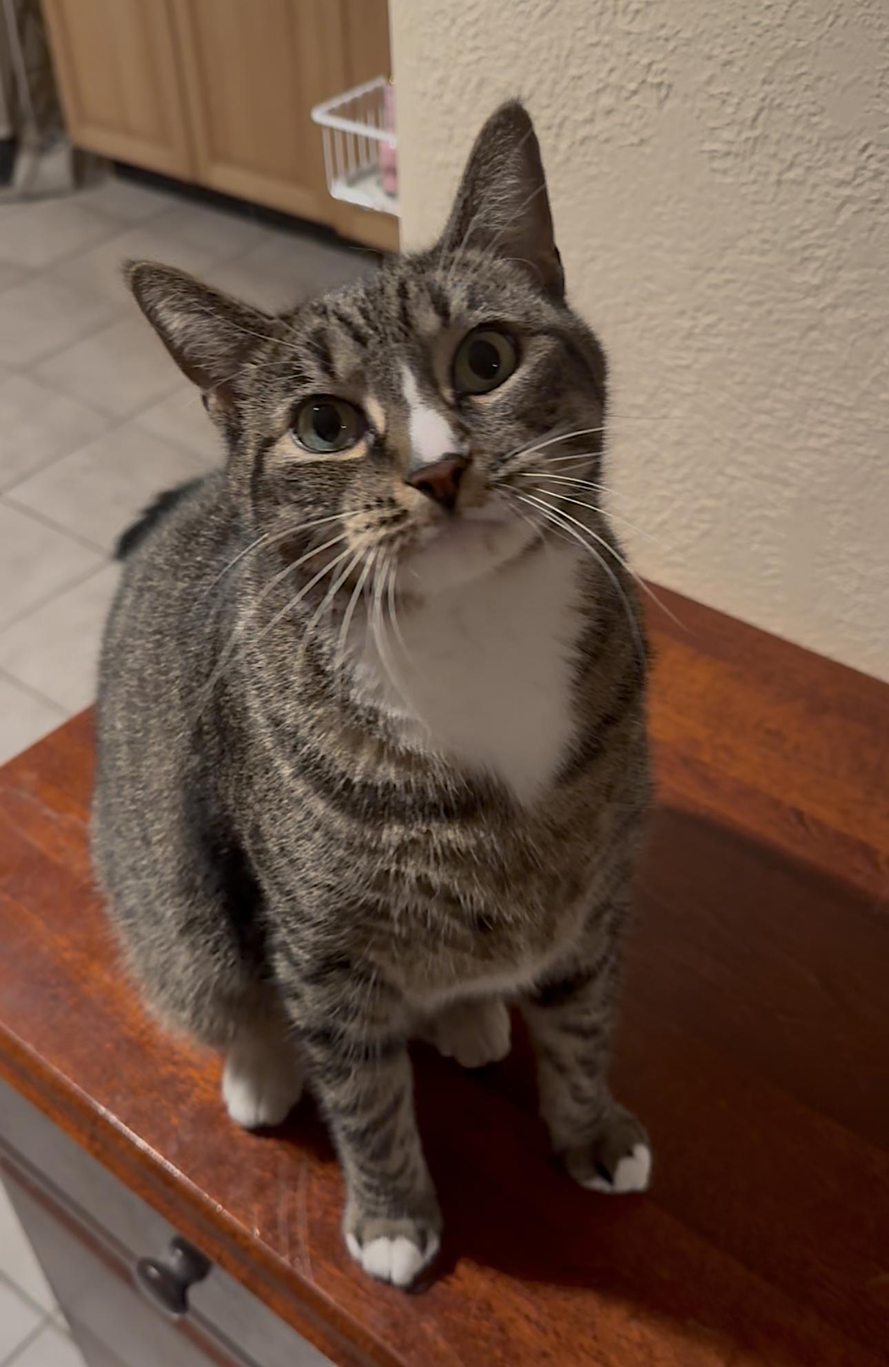 Enlarge Kittycat and Tinker, a Adoptable Domestic Short Hair in Franklin Square, NY image 5/6