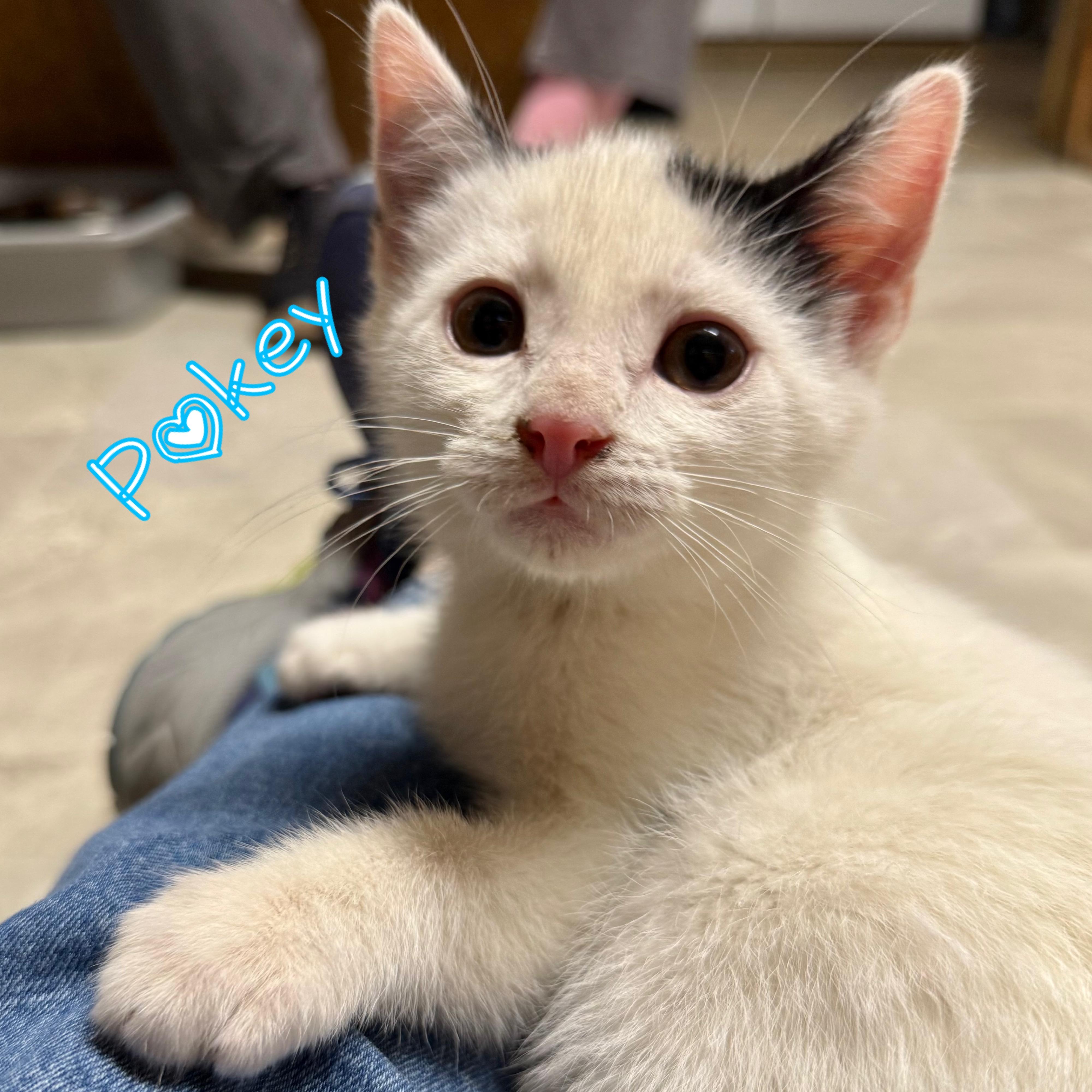 Pokey, adopted, Kitten Male Domestic Short Hair.